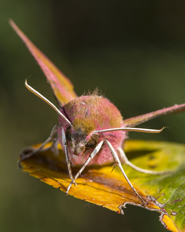 Deilephila porcellus - Sphingidae